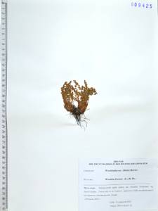 Вудсия эльбская (L.) R.Br., Сибирь, Дальний Восток (S6) (Россия)