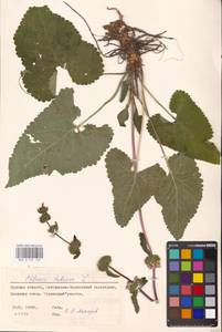 MHA 0 154 169, Зопничек клубненосный (L.) Moench, Восточная Европа, Центральный лесостепной район (E6) (Россия)