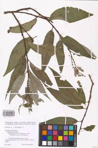 Salix alba × fragilis, Восточная Европа, Центральный лесостепной район (E6) (Россия)