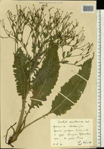 Klasea erucifolia (L.) Greuter & Wagenitz, Восточная Европа, Северо-Украинский район (E11) (Украина)