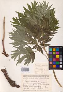 Пион уклоняющийся, Марьин корень L., Восточная Европа, Северный район (E1) (Россия)