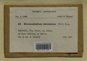 Dicranodontium denudatum (Brid.) E. Britton, Гербарий мохообразных, Мхи - Азия (вне границ бывшего СССР) (BAs) (Япония)