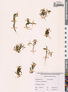 Болотник обоеполый L., Сибирь, Чукотка и Камчатка (S7) (Россия)