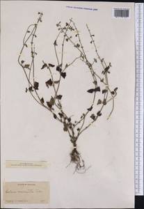 Salvia serotina L., Америка (AMER) (Мексика)