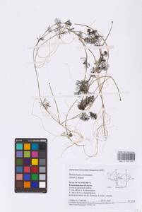 Водяной лютик завитой, Шелковник завитой Sibth., Восточная Европа, Центральный район (E4) (Россия)