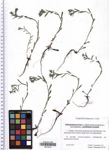Buglossoides arvensis subsp. arvensis, Восточная Европа, Средневолжский район (E8) (Россия)