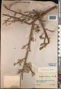 Prunus bucharica (Korsh.) B. Fedtsch., Средняя Азия и Казахстан, Памир и Памиро-Алай (M2) (Туркмения)