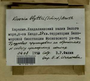 Arctoa blyttii (Bruch & Schimp.) Loeske, Гербарий мохообразных, Мхи - Карелия, Ленинградская и Мурманская области (B4) (Россия)