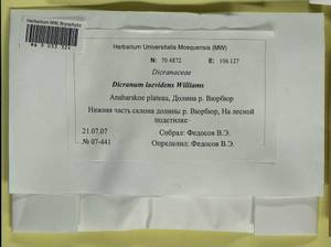 Dicranum laevidens R.S. Williams, Гербарий мохообразных, Мхи - Красноярский край, Тыва и Хакасия (B17) (Россия)
