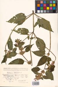 Пикульник обыкновенный L., Восточная Европа, Московская область и Москва (E4a) (Россия)