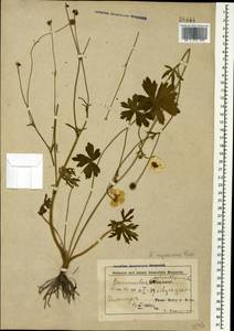 Ranunculus polyanthemos subsp. meyerianus (Rupr.) Elenevsky & Derv.-Sokol., Кавказ, Азербайджан (K6) (Азербайджан)