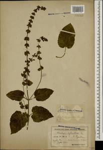 Чистец лесной L., Кавказ, Азербайджан (K6) (Азербайджан)