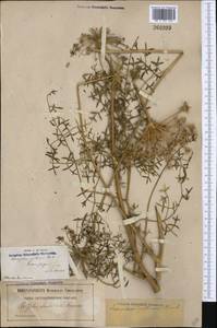 Laserpitium gallicum L., Западная Европа (EUR) (Франция)