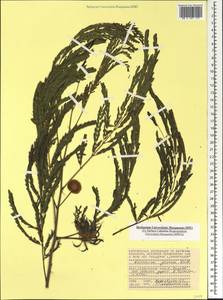 Леуцена светлоголовчатая (Lam.)de Wit, Африка (AFR) (Сейшельские острова)