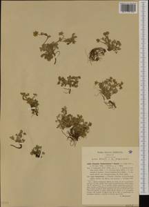 Potentilla cinerea subsp. tommasiniana (F. W. Schultz) Gerstb., Западная Европа (EUR) (Италия)