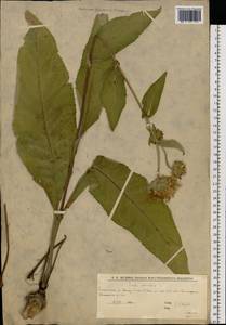 Девясил высокий L., Восточная Европа, Нижневолжский район (E9) (Россия)