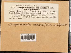 Jungermannia eucordifolia Schljakov, Гербарий мохообразных, Мхи - Западная Европа (BEu) (Швеция)