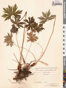 Герань волосистоцветковая DC., Сибирь, Дальний Восток (S6) (Россия)