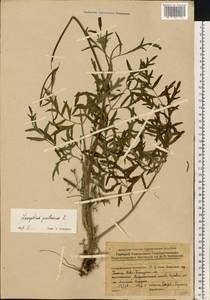Silphiodaucus prutenicus subsp. prutenicus, Восточная Европа, Белоруссия (E3a) (Белоруссия)