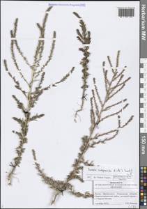 Бассия метельчатая (L.) Beck, Восточная Европа, Средневолжский район (E8) (Россия)