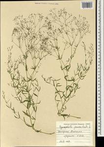 Качим метельчатый L., Монголия (MONG) (Монголия)