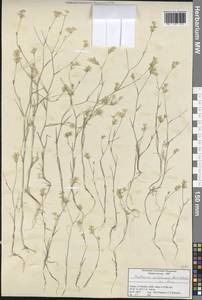 Bupleurum sulphureum Boiss. & Balansa, Зарубежная Азия (ASIA) (Турция)