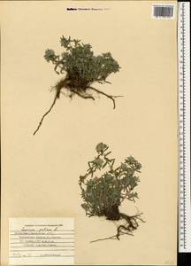 Дубровник белый, Дубровник беловойлочный L., Кавказ, Ставропольский край, Карачаево-Черкесия, Кабардино-Балкария (K1b) (Россия)