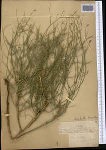 Хондрилла коротконосиковая Fisch. & C. A. Mey., Средняя Азия и Казахстан, Муюнкумы, Прибалхашье и Бетпак-Дала (M9) (Казахстан)