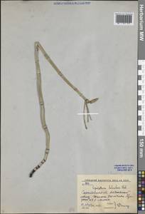 Хвощ приречный, Хвощ топяной L., Восточная Европа, Нижневолжский район (E9) (Россия)