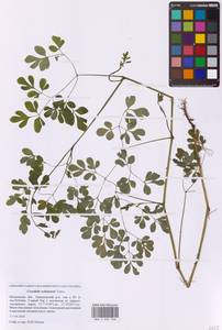 Хохлатка охотская Turcz., Восточная Европа, Московская область и Москва (E4a) (Россия)