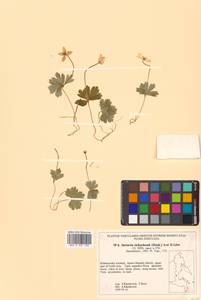 Anemonastrum richardsonii (Hook.) Mosyakin, Сибирь, Дальний Восток (S6) (Россия)