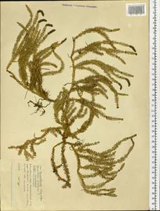 Spinulum annotinum subsp. annotinum, Сибирь, Дальний Восток (S6) (Россия)