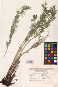 Горицвет весенний, Адонис весенний L., Восточная Европа, Средневолжский район (E8) (Россия)