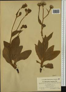 Hieracium tomentosum (L.) L., Западная Европа (EUR) (Италия)