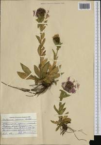 Centaurea nervosa Willd., Западная Европа (EUR) (Болгария)