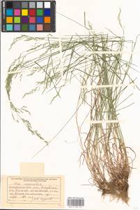Мятлик дубравный L., Восточная Европа, Западно-Украинский район (E13) (Украина)