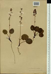 Pyrola asarifolia subsp. incarnata (DC.) A. E. Murray, Сибирь, Прибайкалье и Забайкалье (S4) (Россия)