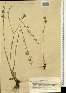 Живокость, Зарубежная Азия (ASIA) (Афганистан)