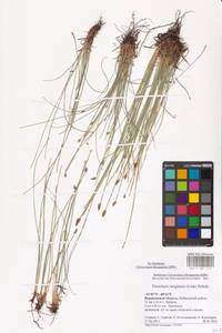 Болотница одночешуйная (Link) Schult., Восточная Европа, Центральный лесостепной район (E6) (Россия)