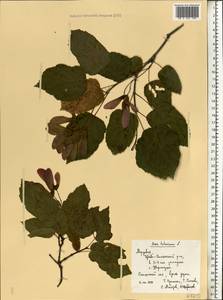 Клен татарский, Черноклен L., Восточная Европа, Средневолжский район (E8) (Россия)