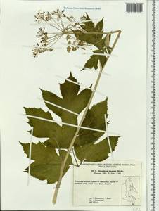 Heracleum sphondylium subsp. elegans (Crantz) Schübl. & G. Martens, Сибирь, Дальний Восток (S6) (Россия)