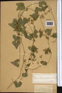 Цинанхум острый L., Средняя Азия и Казахстан, Джунгарский Алатау и Тарбагатай (M5) (Казахстан)