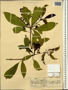 Magnoliopsida, Африка (AFR) (Эфиопия)