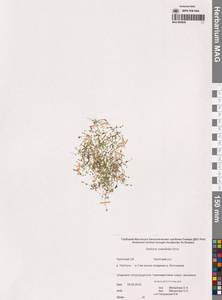 Звездчатка толстолистная Ehrh., Сибирь, Чукотка и Камчатка (S7) (Россия)