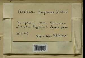 Ceratodon purpureus (Hedw.) Brid., Гербарий мохообразных, Мхи - Москва и Московская область (B6a) (Россия)