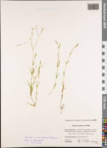 Stellaria schischkinii Peshkova, Сибирь, Прибайкалье и Забайкалье (S4) (Россия)