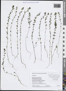 Очанка, Восточная Европа, Центральный район (E4) (Россия)