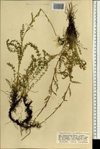 Tanacetum pulchrum (Ledeb.) Sch. Bip., Монголия (MONG) (Монголия)