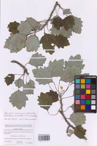 Populus × canadensis Moench, Восточная Европа, Московская область и Москва (E4a) (Россия)