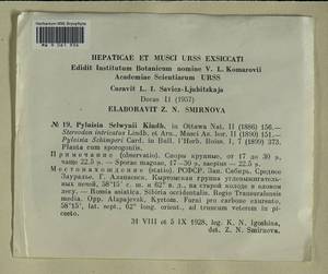 Pylaisia selwynii Kindb., Гербарий мохообразных, Мхи - Пермский край, Удмуртия, Свердловская и Кировская области (B8) (Россия)